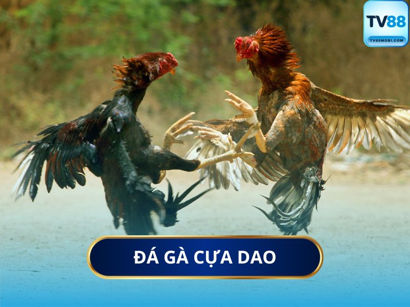 Đá Gà Cựa Dao Là Gì?